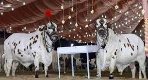ناردرن بائی پاس عوام دوست منڈی کا 32 روز ہوگئے